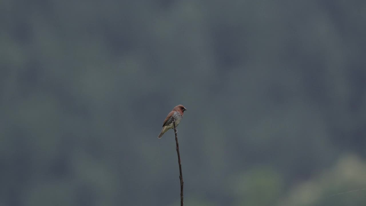 鳞状胸鳍穆尼亚，斯里兰卡视频素材