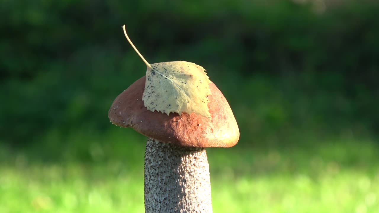 秋叶香菇橙帽视频素材