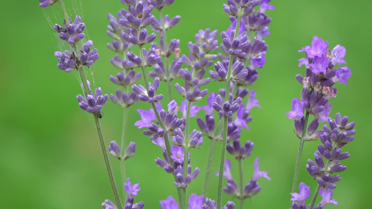 美丽盛开的薰衣草束旋转视频素材