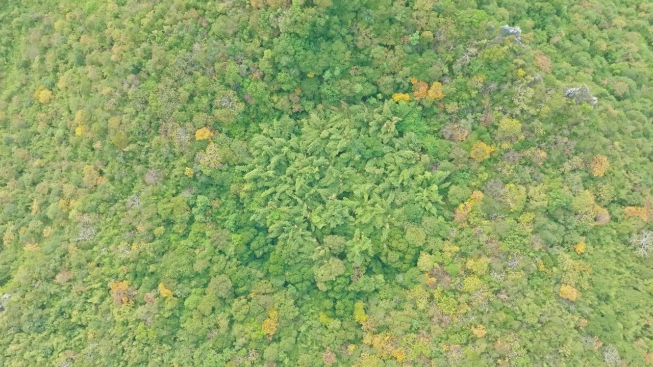 空中视角热带森林树木，雨林生态系统和健康环境背景和概念从上面看绿色树木森林纹理。泰国的农村视频下载