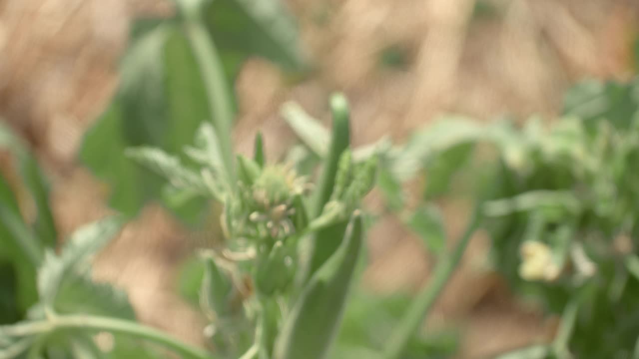 秋葵成熟发育果实(荚)的机架焦点。特写,常平架视频下载