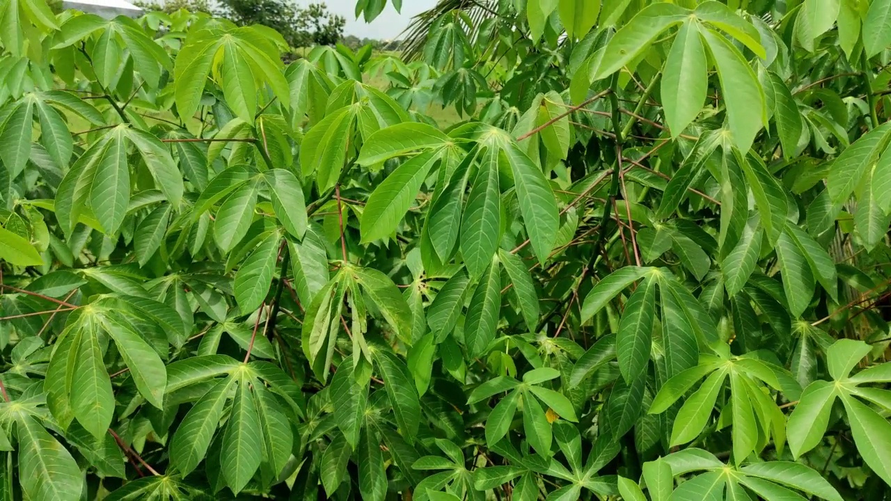 木薯叶在风中飘动视频下载