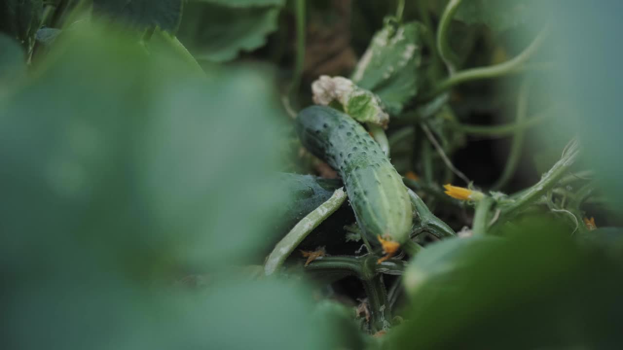 田间黄瓜的特写视频素材