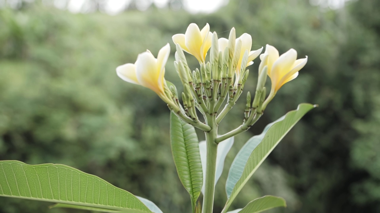 白色和黄色的鸡蛋花特写视频素材