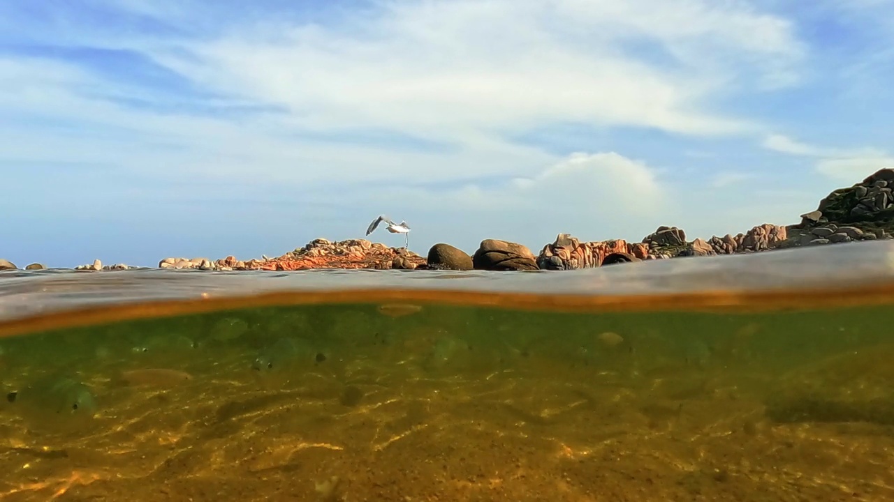 在法国科西嘉岛的拉维奇岛，当鱼在水下游泳时，海鸥从海水中飞出的半水下视图。慢动作视频素材