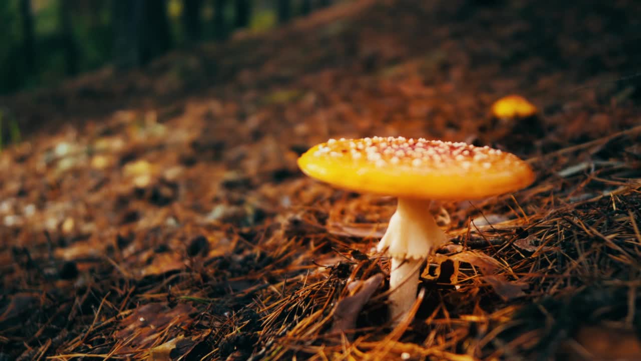 在森林里飞蘑菇视频素材