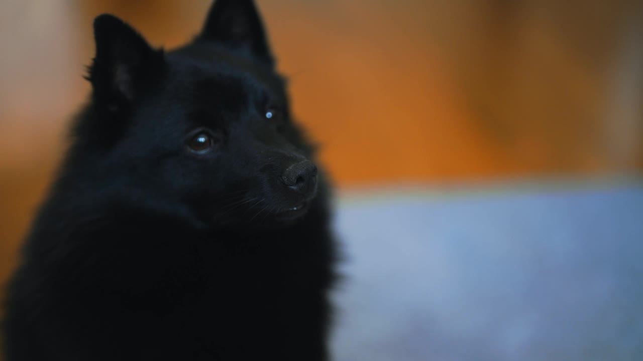 Schipperke狗在家里的画像。视频素材