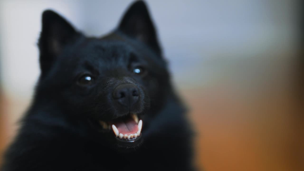 Schipperke狗在家里的画像。视频素材