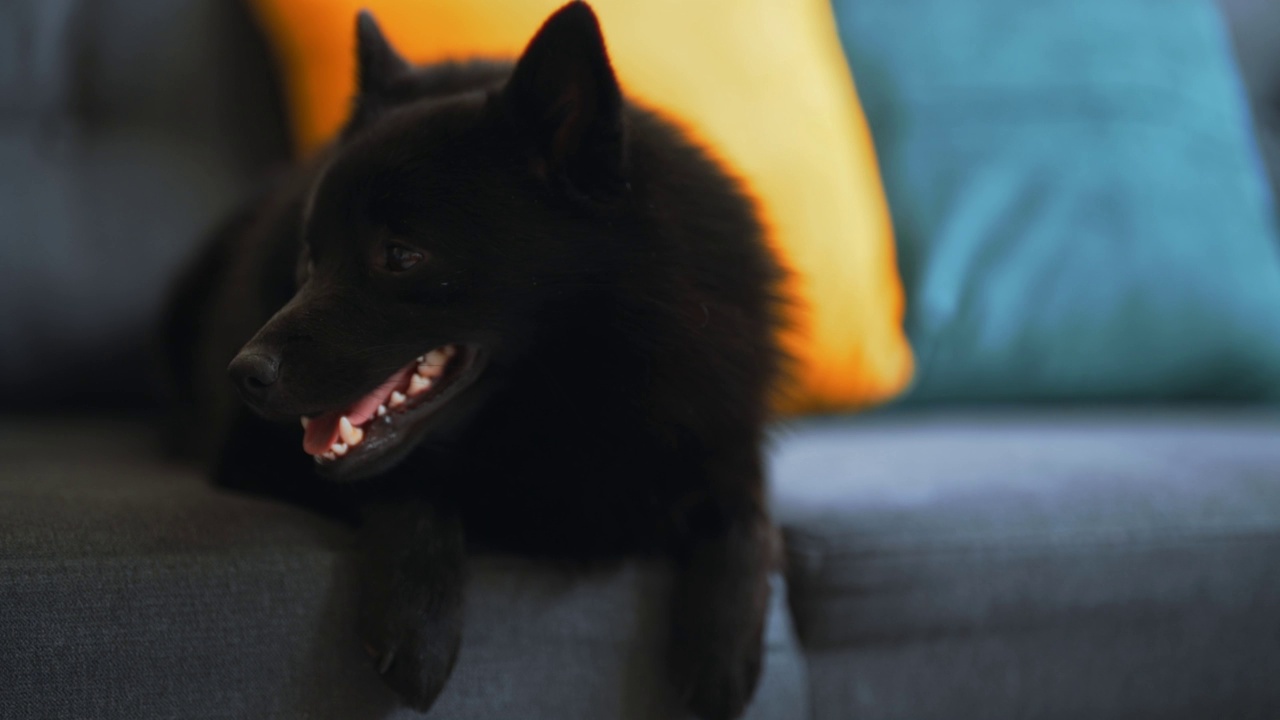 Schipperke狗在家里的画像。视频素材