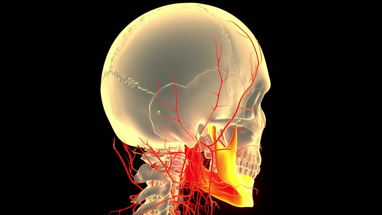 人体骨骼系统，颅骨，骨骼部分，下颌骨解剖，动画概念视频素材