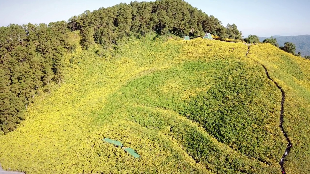 鸟瞰泰国湄荷山湄乌谷旅游胜地的布塘花田(向后飞行拍摄)视频素材