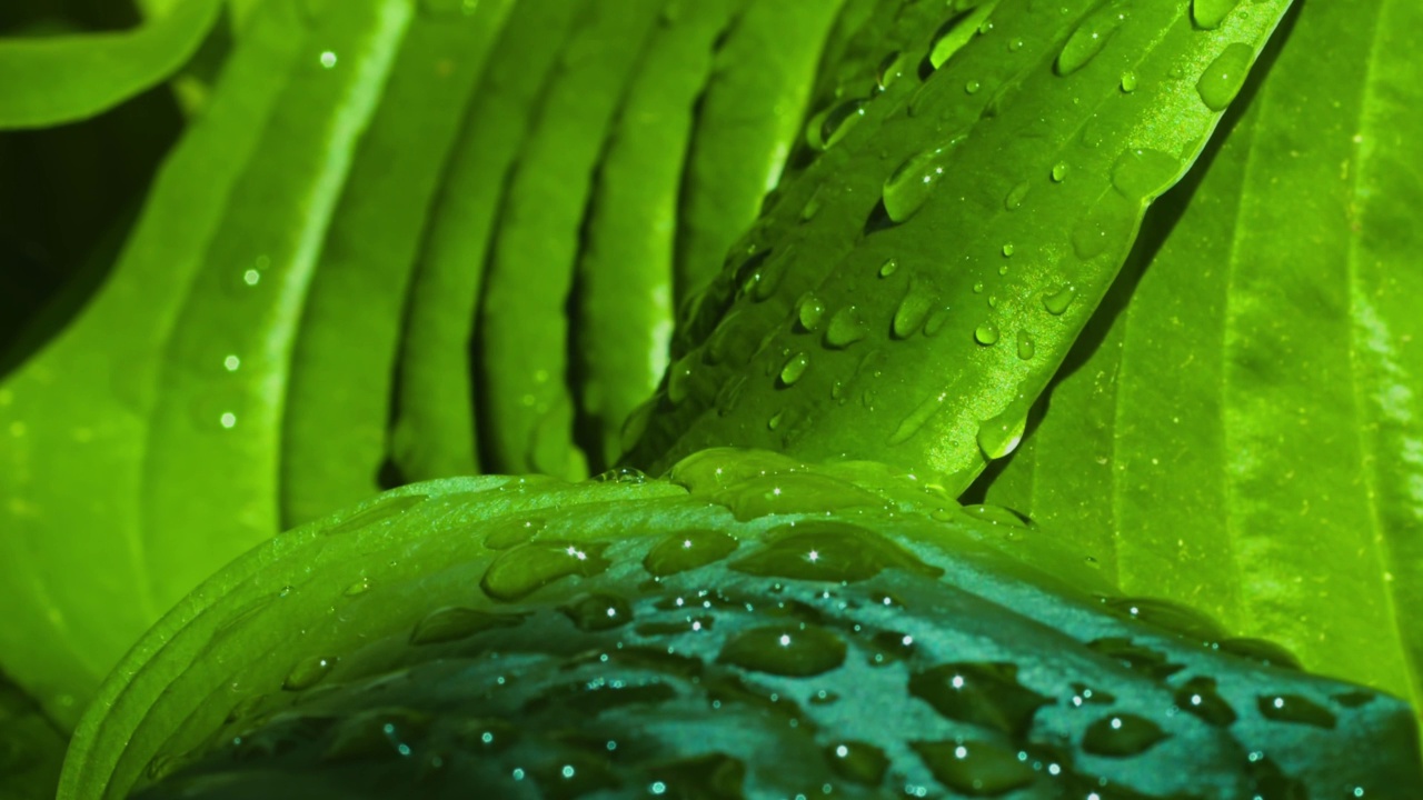 雨滴落在大叶子上，变成小雨滴的特写视频素材