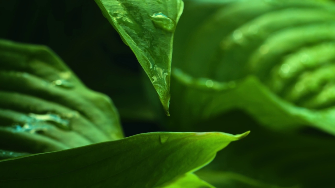 水在一个多汁的大叶子的末端慢慢积累，然后滴落到地上视频素材