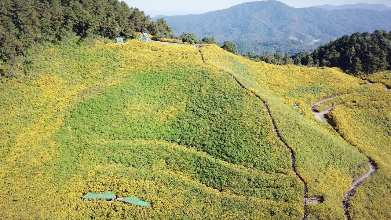 鸟瞰图泰国湄荷山湄乌谷旅游胜地的布塘花田(向后飞行拍摄)视频下载