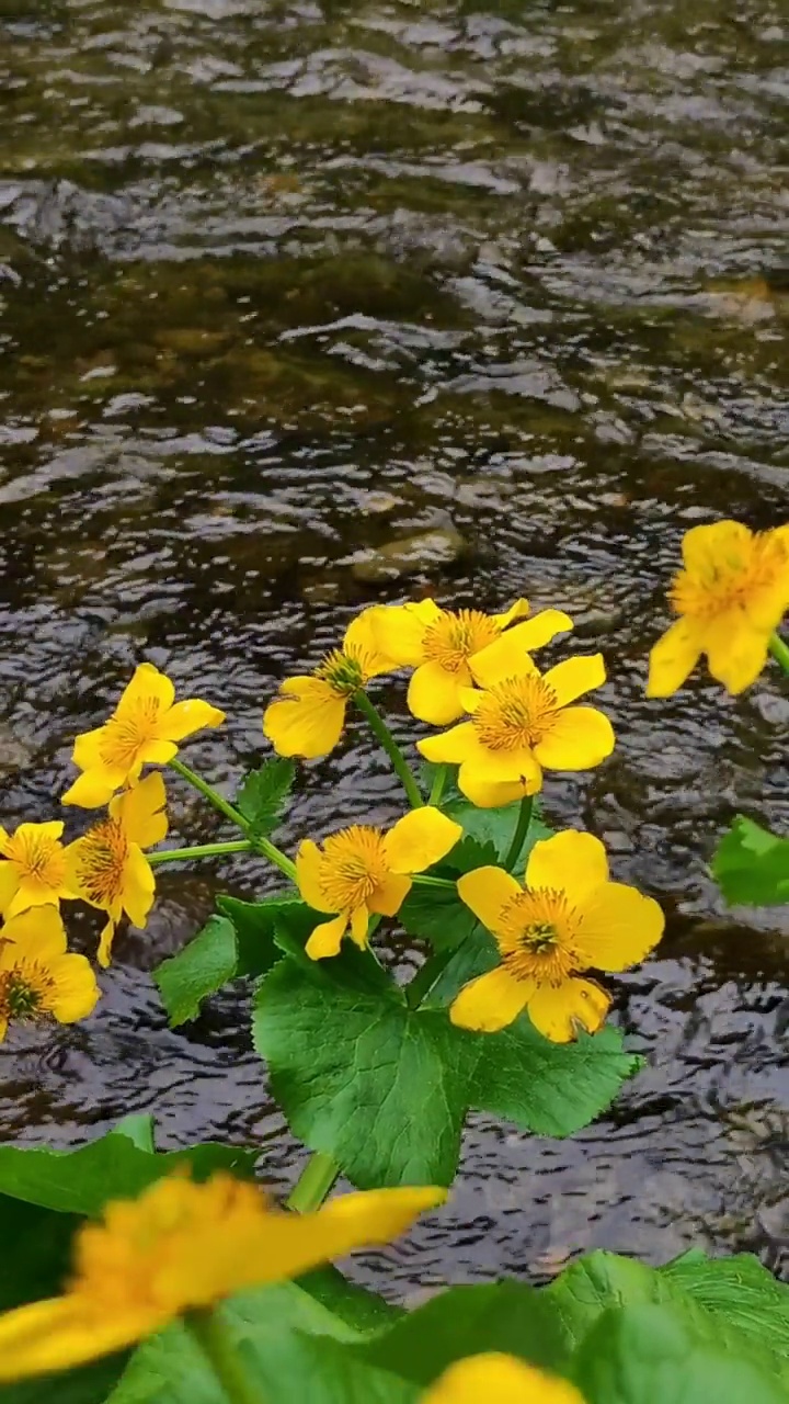 沼泽万寿菊花视频素材