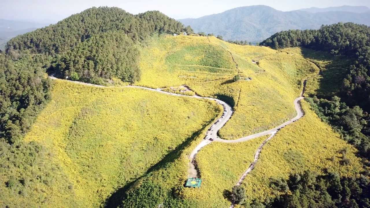 鸟瞰图泰国湄荷山湄乌谷地标旅游胜地的布塘花田(飞盘拍摄)视频下载