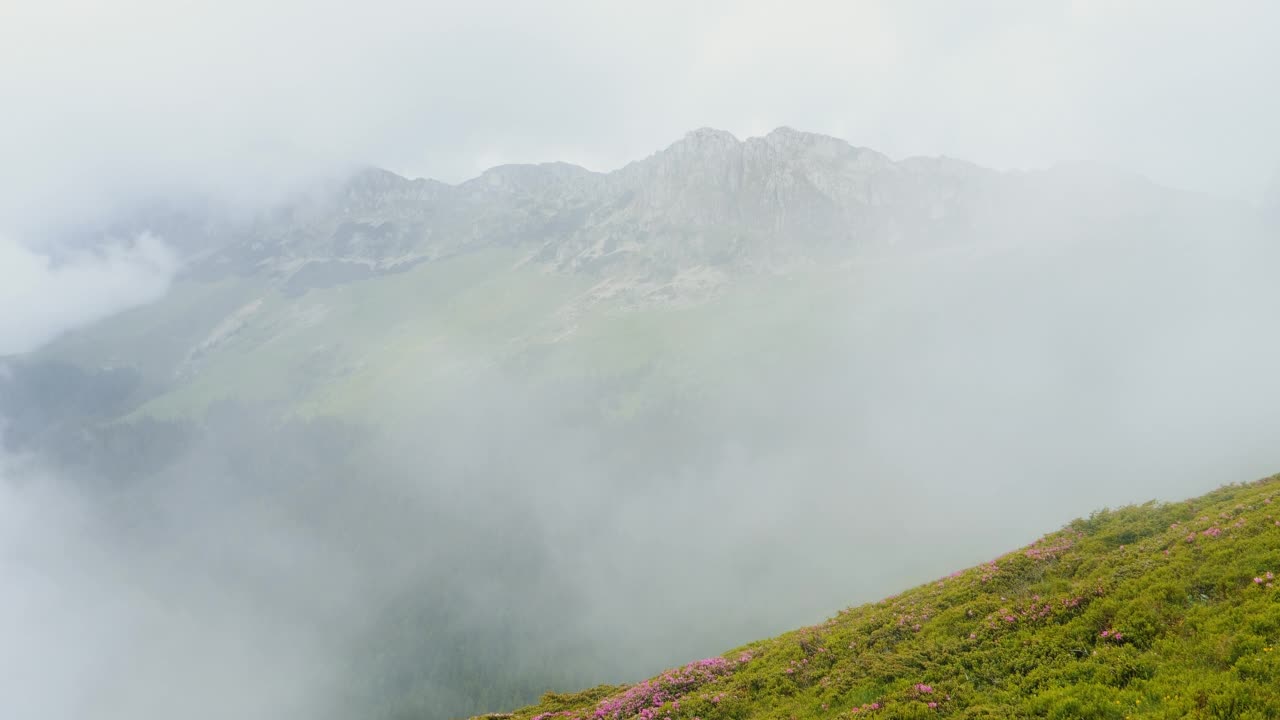 山峰从森林中拔地而起，旁边是杜鹃花田视频素材