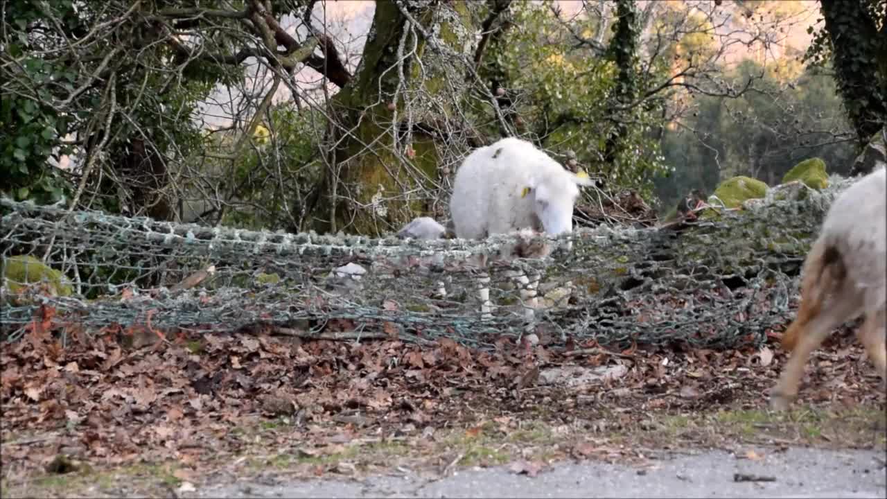 绵羊在森林里跳网视频下载