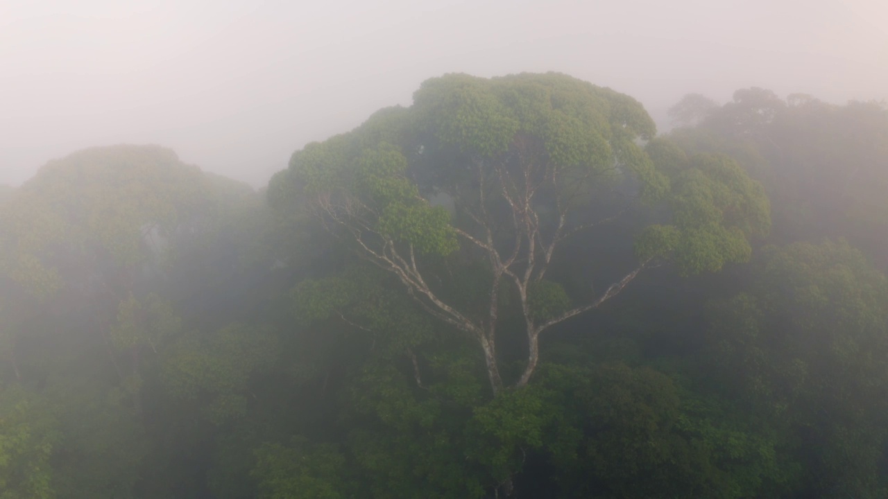 无人机拍摄的哥斯达黎加热带雨林的大古树，云雾笼罩的热带丛林树冠上的风景显示了气候变化和保护的希望，博卡塔帕达视频素材