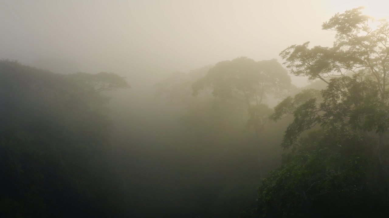 无人机拍摄的哥斯达黎加雾蒙蒙的雨林风景，在美丽的热带丛林景观的树木和树梢之上，博卡塔帕达的原始雨林地区没有森林砍伐视频素材