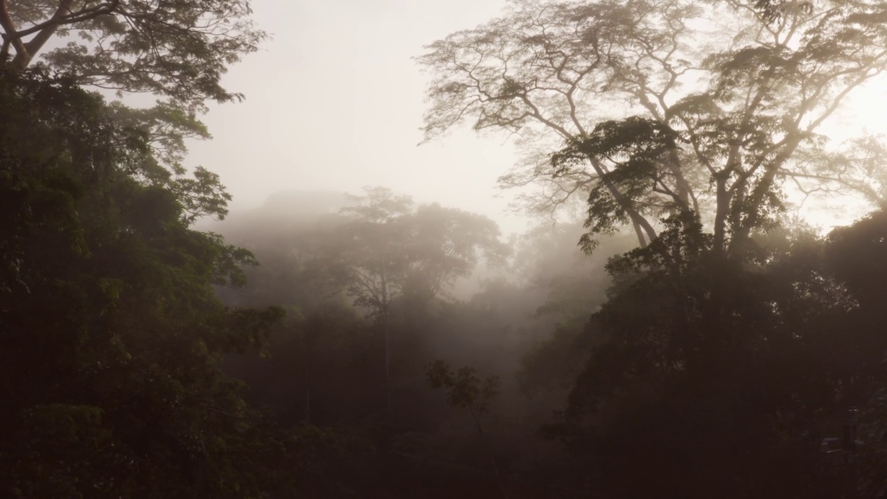 无人机拍摄的哥斯达黎加雾蒙蒙的雨林风景，在美丽的热带丛林景观的树木和树梢之上，博卡塔帕达的原始雨林地区没有森林砍伐视频素材