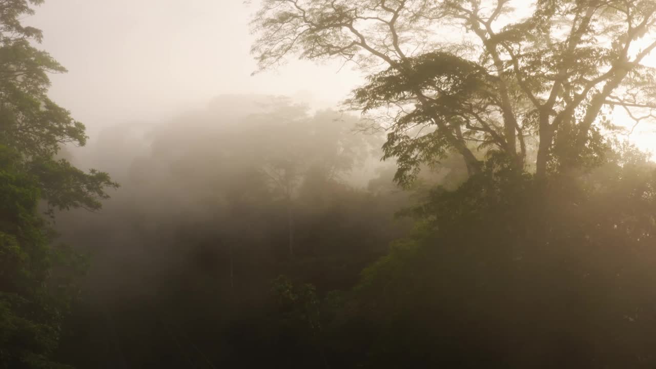 无人机鸟瞰哥斯达黎加雨林树冠和雾中的树木，美丽的薄雾热带丛林树冠风景和自然，博卡塔帕达，中美洲给气候变化带来希望视频素材