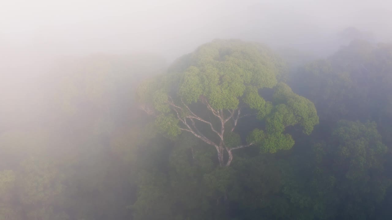 无人机鸟瞰哥斯达黎加雨林树冠和雾中的树木，美丽的薄雾热带丛林树冠风景和自然，博卡塔帕达，中美洲给气候变化带来希望视频素材