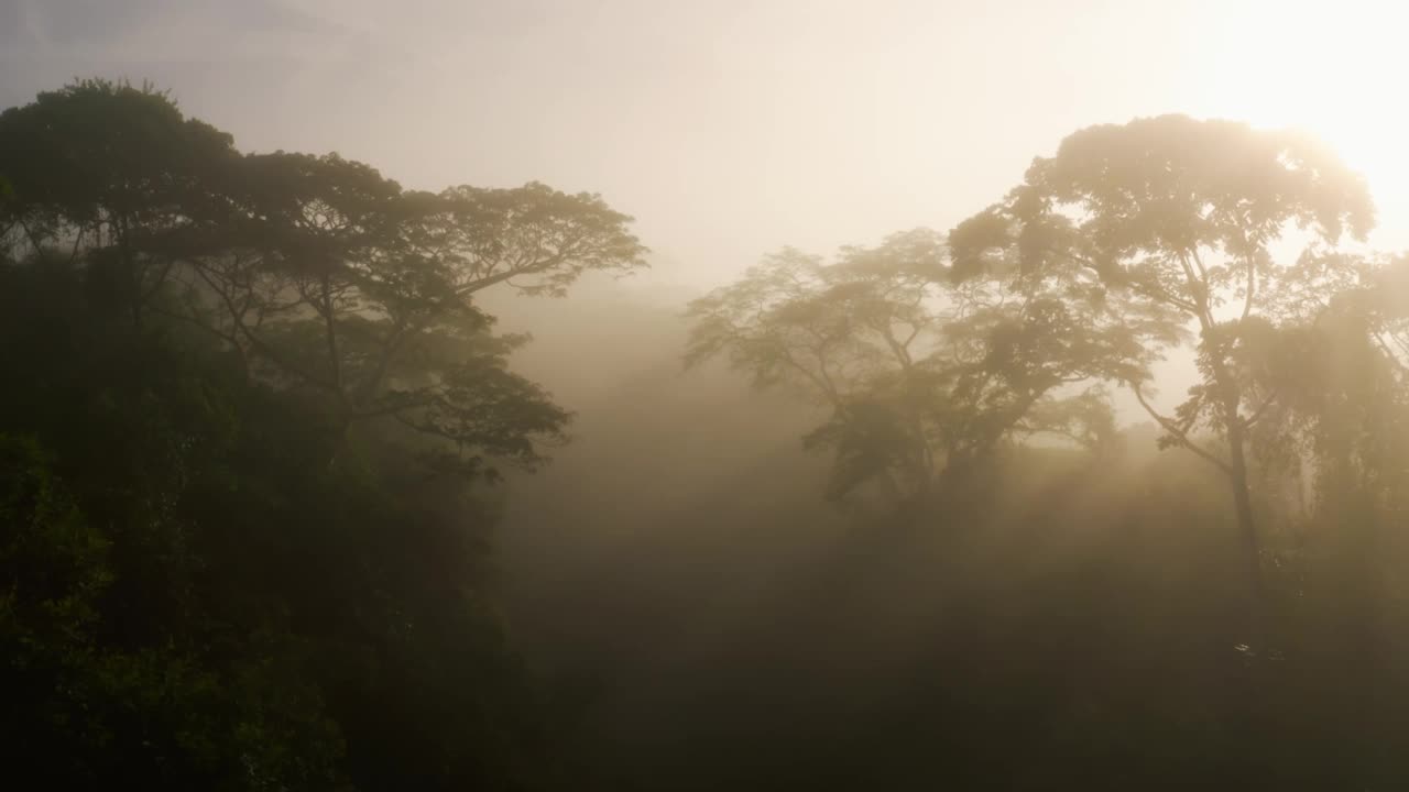 哥斯达黎加的气候变化，全球变暖和保护，雾蒙蒙的雨林和美丽的热带丛林风景在树梢树冠上，令人惊叹的自然景观视频素材