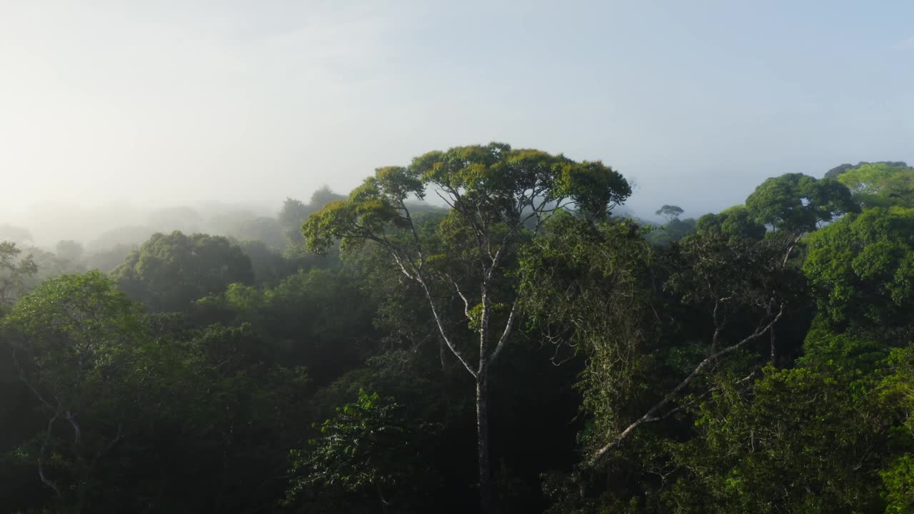 无人机拍摄的哥斯达黎加雨林树冠，美丽的雾霾热带丛林风景中树梢上的大树，中美洲高高的绿色繁茂的自然给气候变化带来希望视频素材