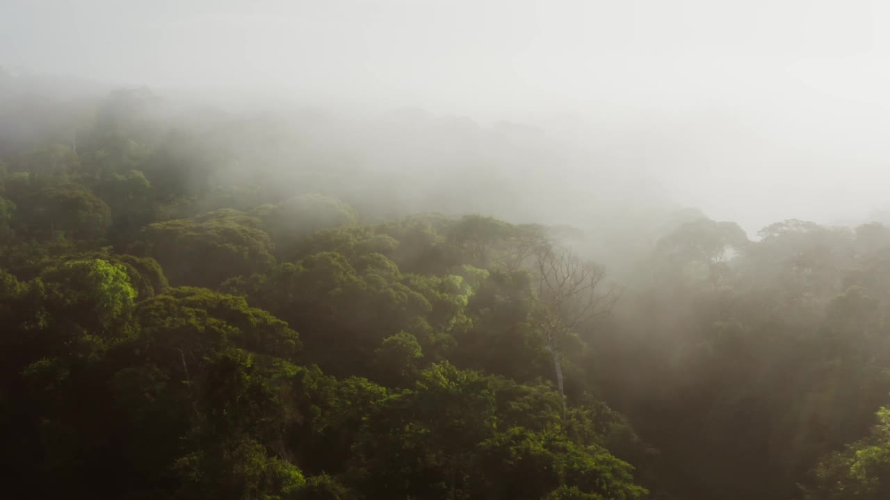 无人机拍摄的关于哥斯达黎加气候变化的雾蒙蒙的雨林风景，在中美洲的博卡塔帕达，在云雾之上的热带丛林景观中惊人的戏剧性的光视频素材