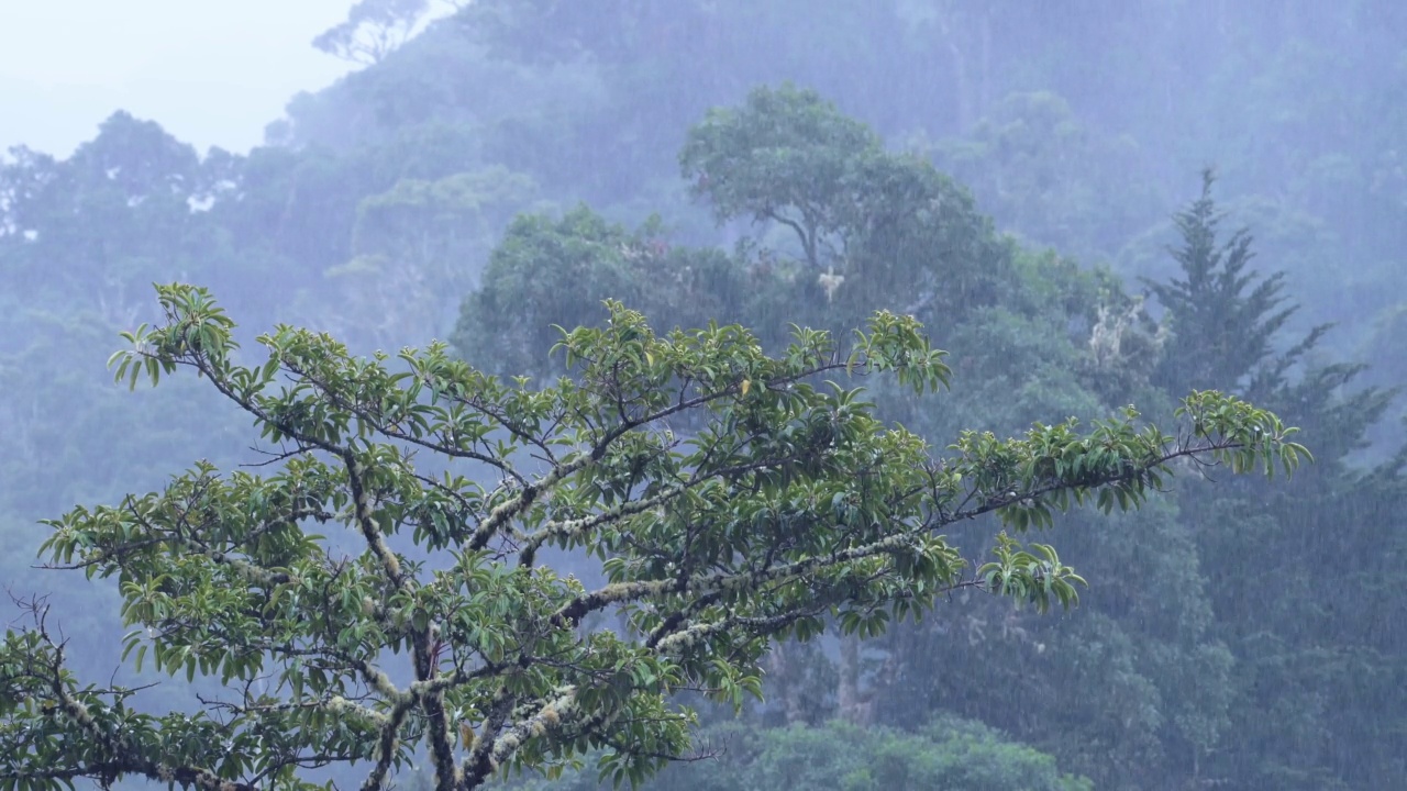 热带雨林中有树的大雨，热带风暴景观中有树的雨季雨，中美洲哥斯达黎加潮湿天气气候的蓝色自然背景视频素材