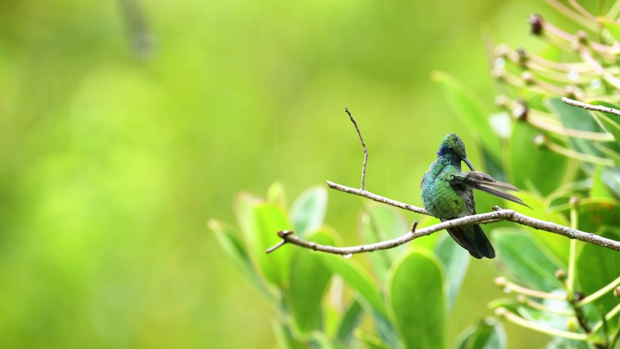 哥斯达黎加蜂鸟野生动物，小紫罗兰(山紫耳又名colibri cyanotus) (icterus galbula)，热带雨林中五颜六色的外来热带鸟，栖息在树枝上，中美洲视频素材