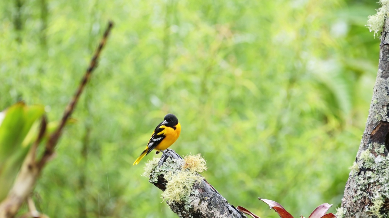 哥斯达黎加的热带鸟，巴尔的摩Oriel (icterus galbula)，热带雨林中的彩色黄色外来鸟，栖息在树枝上，哥斯达黎加野生动物在圣杰拉尔多德多塔，中美洲视频素材