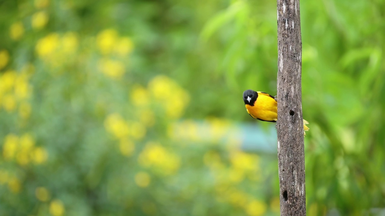 哥斯达黎加的热带鸟，巴尔的摩Oriel (icterus galbula)，雨林中明亮多彩的黄色鸟，栖息在树枝上并起飞，哥斯达黎加，中美洲视频素材