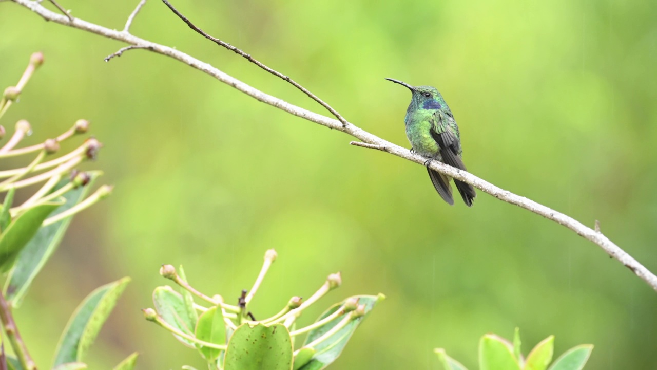 哥斯达黎加的异国鸟，小紫罗兰(山紫耳又名colibri cyanotus) (icterus galbula)，热带雨林中的彩色热带鸟，栖息在树枝上，哥斯达黎加，中美洲视频素材