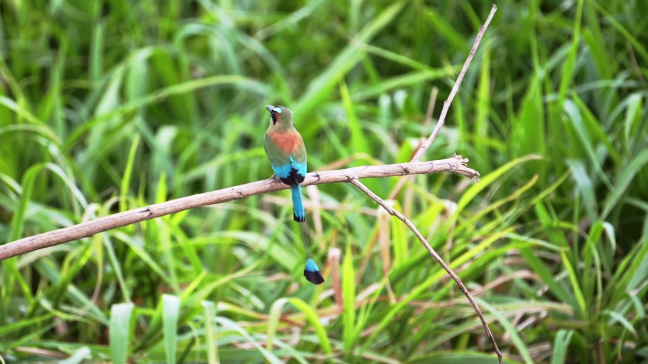 哥斯达黎加的异国鸟飞翔，绿松石眉毛的鸟(eumomota superciliosa)，从栖息的树枝上起飞，塔科尔斯河鸟类生活，观鸟假期视频素材