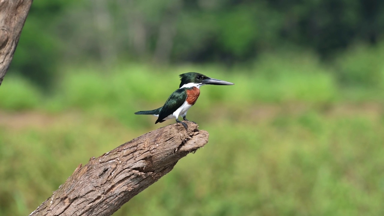 哥斯达黎加鸟类，亚马逊翠鸟(chloroceryle amazona)栖息在树枝上，塔科尔斯河鸟类生活，哥斯达黎加观鸟野生动物假期，中美洲鸟类生活视频素材