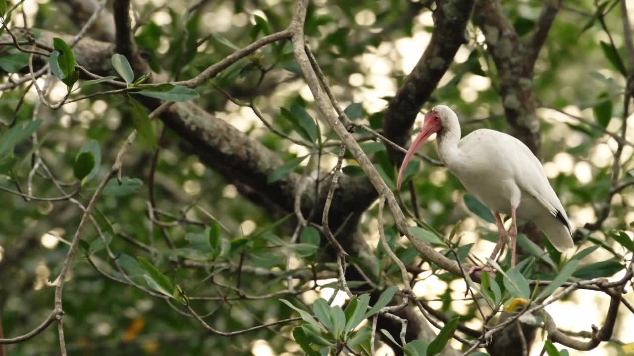 哥斯达黎加鸟类，美洲白鹮(eudocimus albus)栖息在红树林的树枝上，塔科尔斯河鸟类生活，哥斯达黎加野生动物假期，鸟类生活和自然视频素材