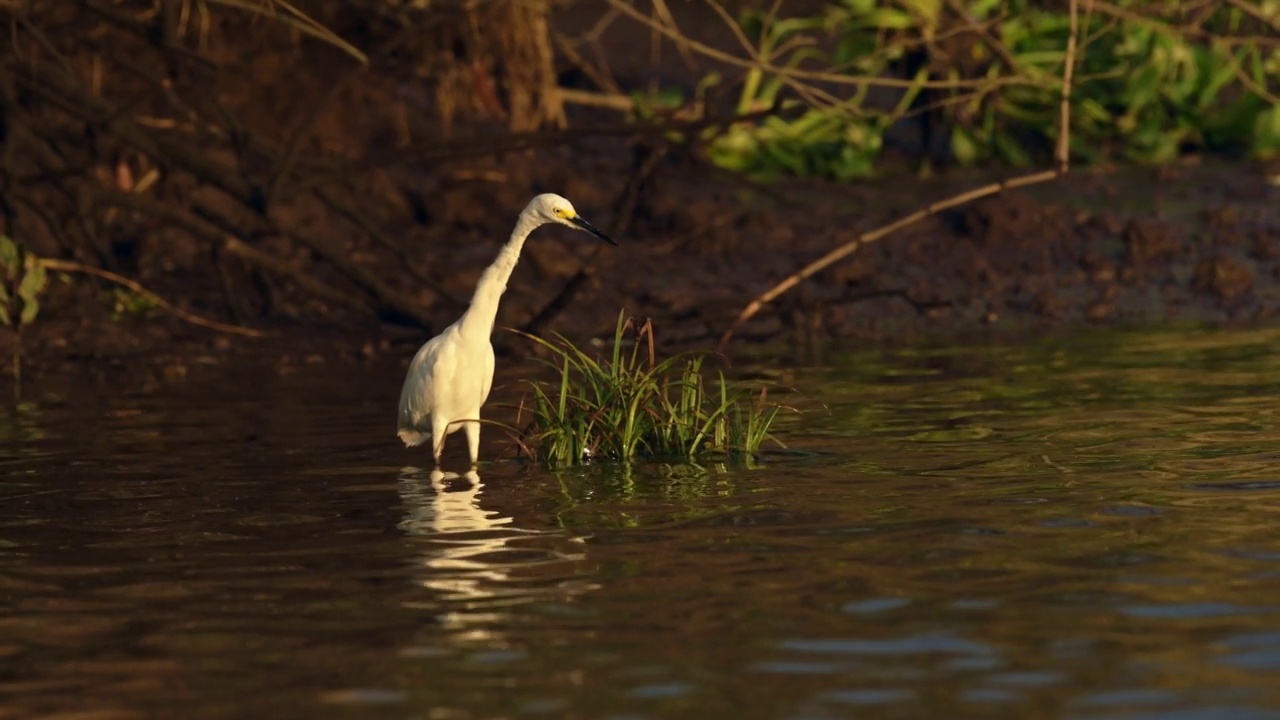 哥斯达黎加鸟类，大白鹭(常见的大白鹭，ardea alba)在Tarcoles河涉水和钓鱼，鸟类生活观鸟野生动物假期，中美洲鸟类生活视频素材