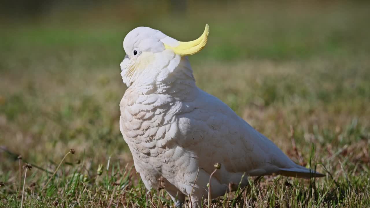 凤头鹦鹉(Cacatua galerita)视频素材