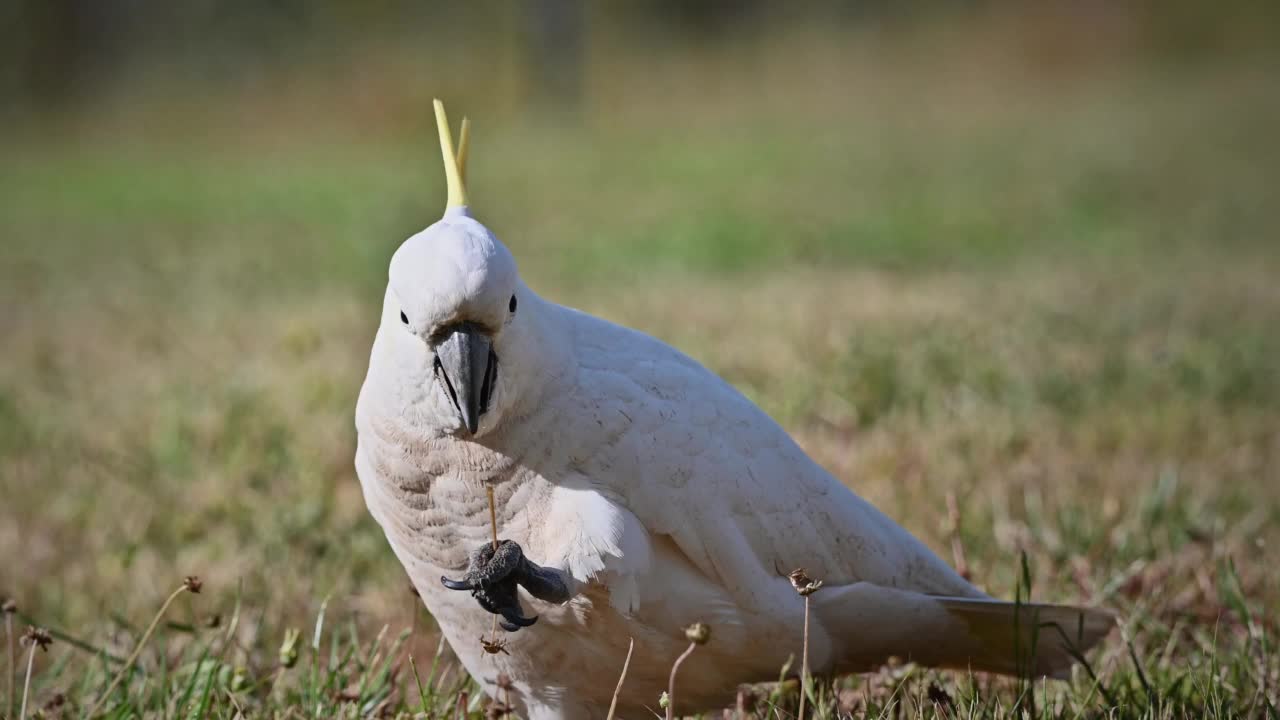 凤头鹦鹉(Cacatua galerita)视频素材