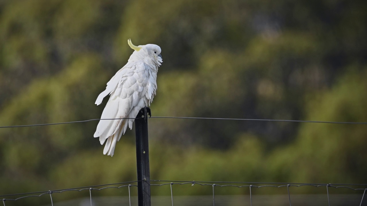 凤头鹦鹉(Cacatua galerita)视频素材