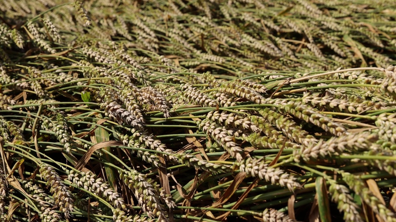 小麦种植地:种植制作面包所必需的小麦的农田视频素材