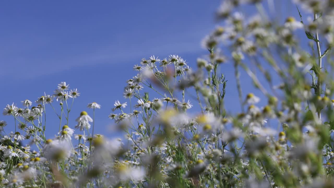 有风的天气里田野里的白色雏菊视频素材