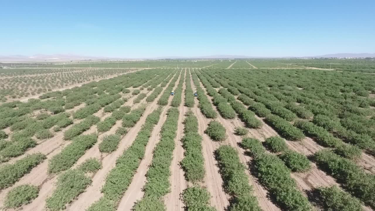 无人机拍摄的拖拉机灌溉开心果田在一个阳光灿烂的日子视频素材