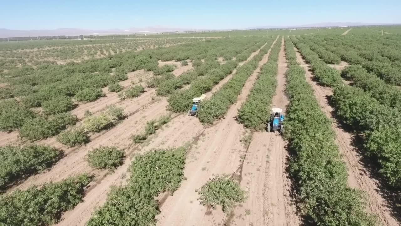 无人机拍摄的拖拉机灌溉开心果田在一个阳光灿烂的日子视频素材