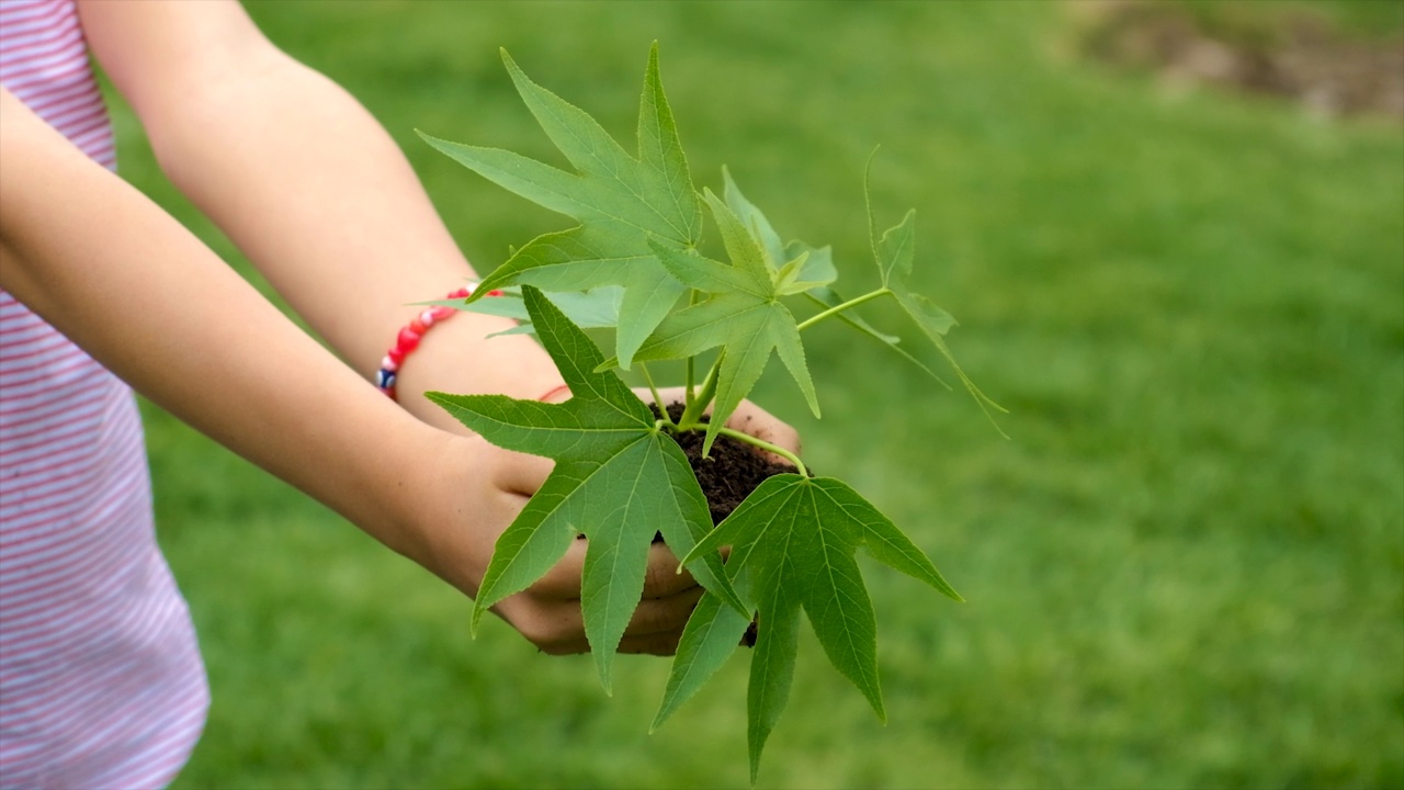 孩子手里拿着植物和土壤。有选择性的重点。孩子。视频素材