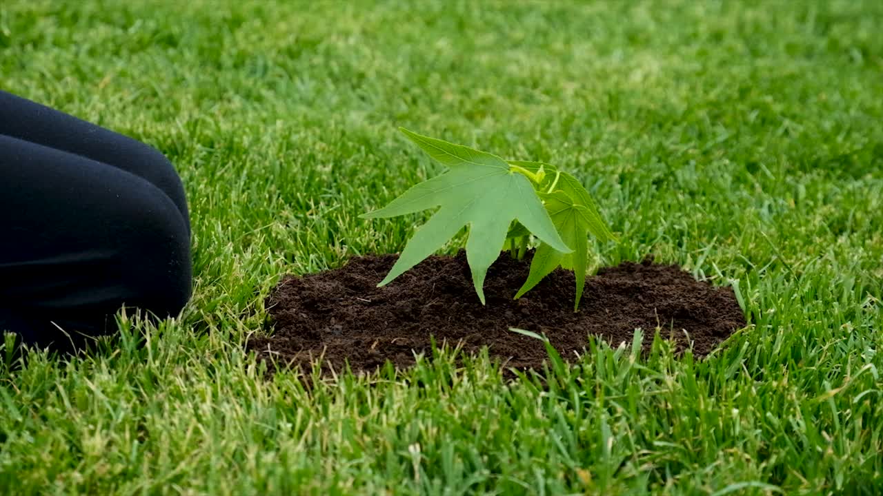 孩子手里拿着植物和土壤。有选择性的重点。孩子。视频素材