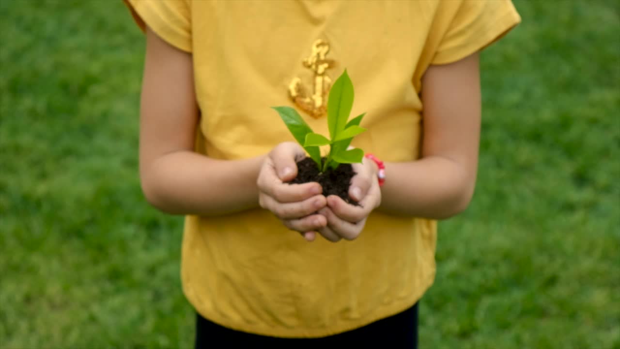 孩子手里拿着植物和土壤。有选择性的重点。孩子。视频素材