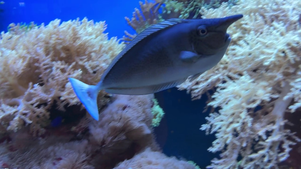 有趣的蓝鱼在水族馆里游泳视频素材